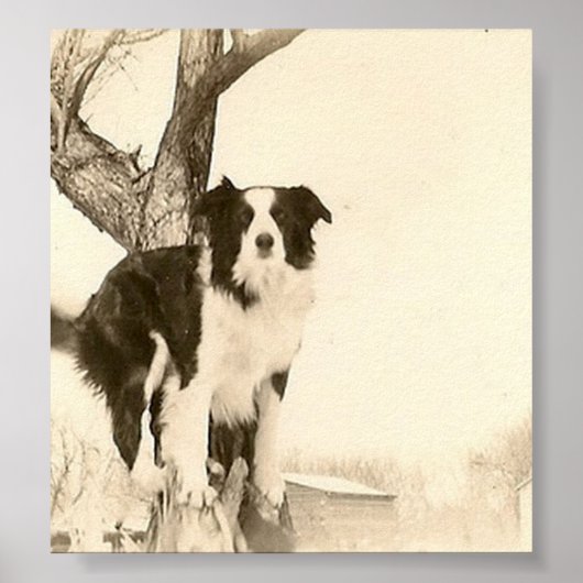 Vintages Border Collie Poster (Vorne)