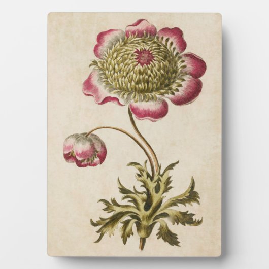 Vintages botanisches Anemon Fotoplatte (Vorderseite)