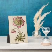 Vintages botanisches Anemon Fotoplatte (Seite)
