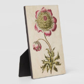 Vintages botanisches Anemon Fotoplatte (Seite)