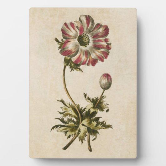 Vintages botanisches Anemon Fotoplatte (Vorderseite)