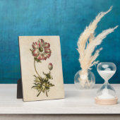 Vintages botanisches Anemon Fotoplatte (Seite)