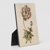 Vintages botanisches Anemon Fotoplatte (Seite)