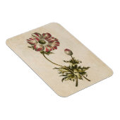 Vintages botanisches Anemonmagnet Magnet (Rechte Seite)