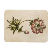 Vintages botanisches Anemonmagnet Magnet (Horizontal)