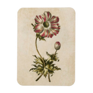 Vintages botanisches Anemonmagnet Magnet