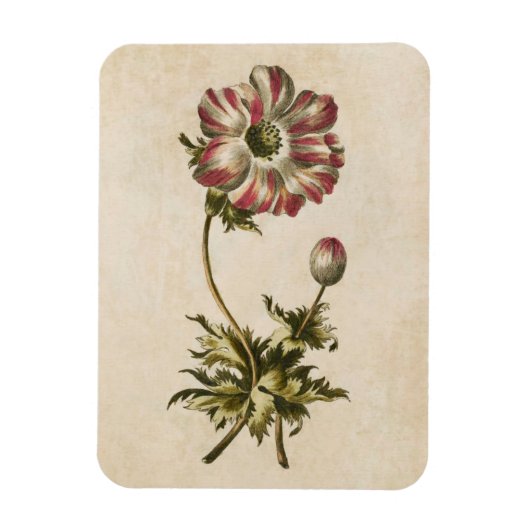 Vintages botanisches Anemonmagnet Magnet (Vertikal)
