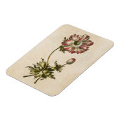 Vintages botanisches Anemonmagnet Magnet (Linke Seite)