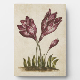 Vintages Botanisches Blumenkolchicum Fotoplatte