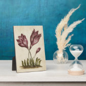 Vintages Botanisches Blumenkolchicum Fotoplatte (Seite)