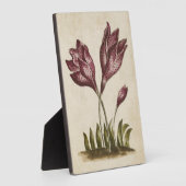 Vintages Botanisches Blumenkolchicum Fotoplatte (Seite)