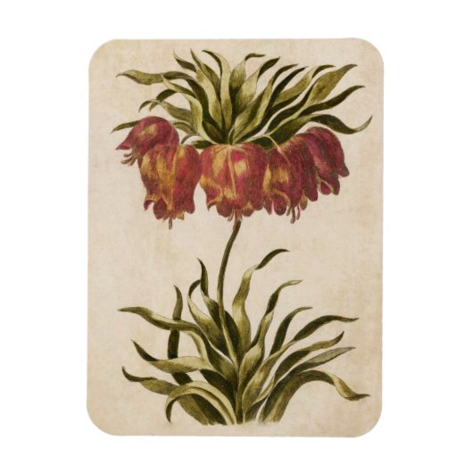 Vintages botanisches Blumenmagazin Magnet (Vertikal)