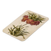 Vintages botanisches Blumenmagazin Magnet (Linke Seite)