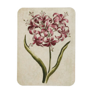 Vintages Botanisches Blumenmagnet Lily Magnet