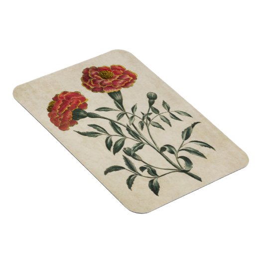 Vintages botanisches Blumenmagnet Magnet (Rechte Seite)