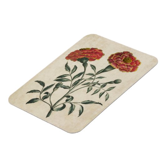 Vintages botanisches Blumenmagnet Magnet (Linke Seite)