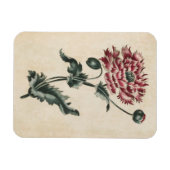Vintages Botanisches Blumenmohn Magnet (Horizontal)