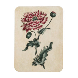 Vintages Botanisches Blumenmohn Magnet