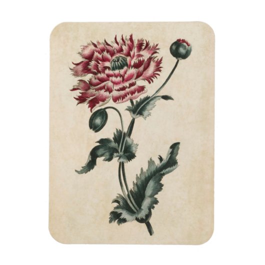 Vintages Botanisches Blumenmohn Magnet (Vertikal)