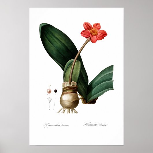 VINTAGES BOTANISCHES BLUT POSTER (Vorne)