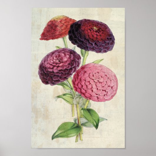 Vintages botanisches Doppelstockbecken Lila Zinnia Poster (Vorne)