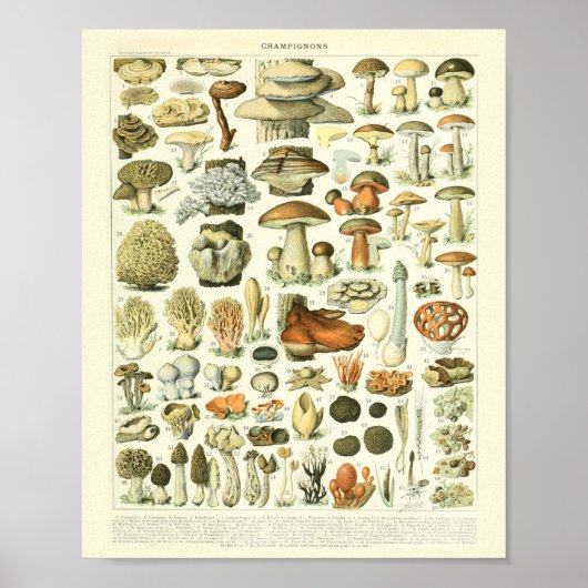 Vintages botanisches Druckpolster-Wissenspatch Poster (Vorne)