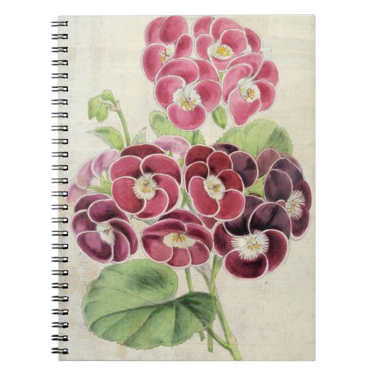 Vintages botanisches Extravagantes Pelargonium Notizblock (Vorderseite)