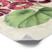 Vintages botanisches Extravagantes Pelargonium Poster (Ecke)