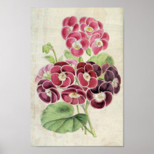 Vintages botanisches Extravagantes Pelargonium Poster