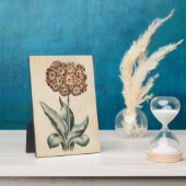 Vintages botanisches florales Auricula Fotoplatte (Seite)