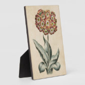 Vintages botanisches florales Auricula Fotoplatte (Seite)