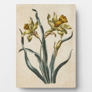 Vintages botanisches florales Daffodil Fotoplatte