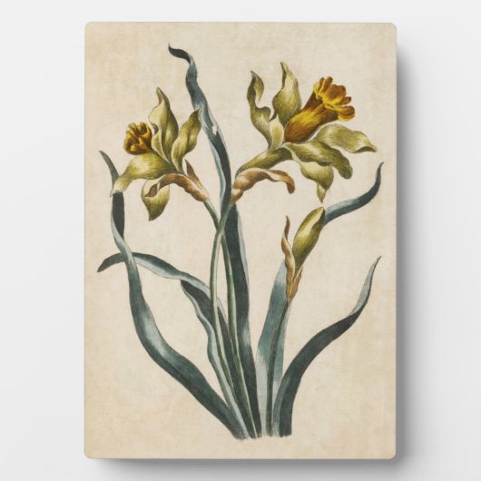 Vintages botanisches florales Daffodil Fotoplatte (Vorderseite)