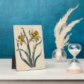 Vintages botanisches florales Daffodil Fotoplatte (Seite)