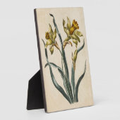 Vintages botanisches florales Daffodil Fotoplatte (Seite)
