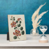 Vintages botanisches florales Nasturtium Fotoplatte (Seite)