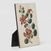 Vintages botanisches florales Nasturtium Fotoplatte (Seite)