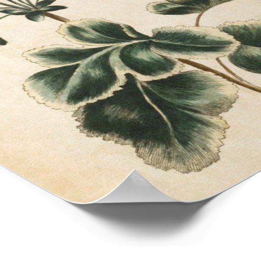 Vintages botanisches Geranium Poster (Ecke)