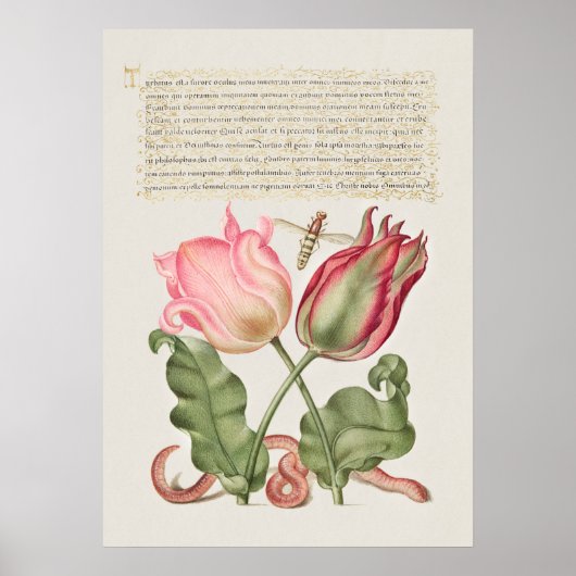 Vintages botanisches Illustrationspaket Poster (Vorne)