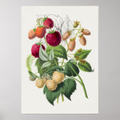 Vintages botanisches Illustrationspaket Poster (Vorne)