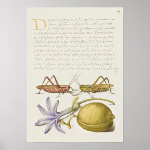 Vintages botanisches Illustrationspaket Poster
