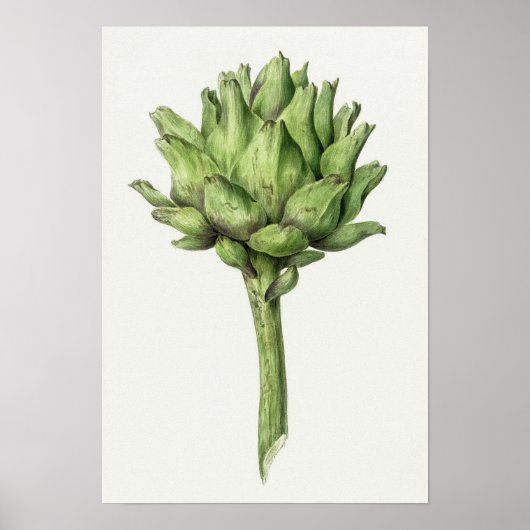 Vintages botanisches Illustrationspaket Poster (Vorne)