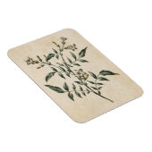 Vintages Botanisches Jasmine Magnet (Rechte Seite)
