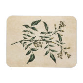 Vintages Botanisches Jasmine Magnet (Horizontal)