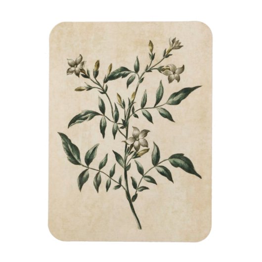 Vintages Botanisches Jasmine Magnet (Vertikal)