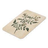 Vintages Botanisches Jasmine Magnet (Linke Seite)