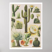 Vintages botanisches Kaktus-Illustrations-Poster Poster (Vorne)