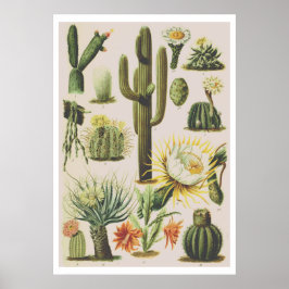 Vintages botanisches Kaktus-Illustrations-Poster Poster