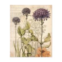 Vintages botanisches Kräuterbuch