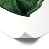 Vintages botanisches Magnolia Poster (Ecke)